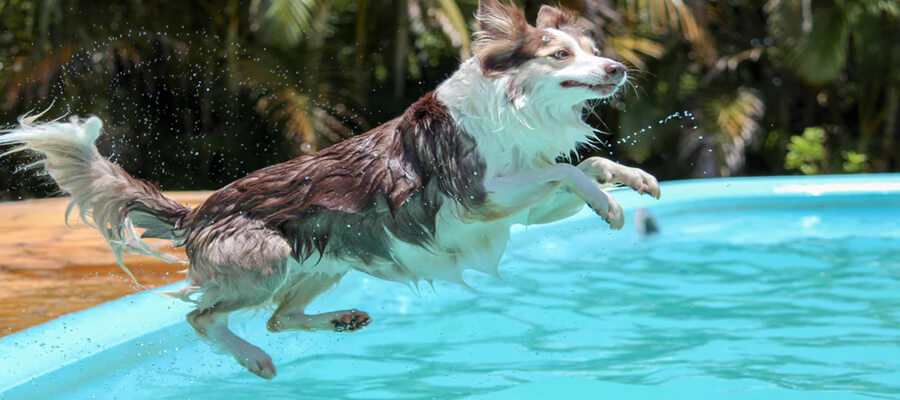 5 Water Sports Your Dog Will Love This Summer